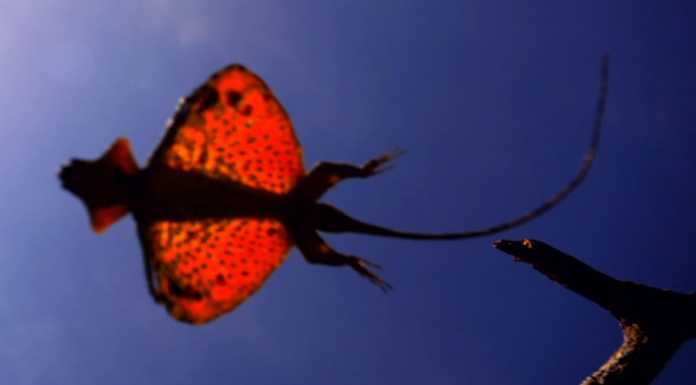 The Secret of The Flying Draco Lizard draco lizard