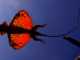 The Secret of The Flying Draco Lizard draco lizard