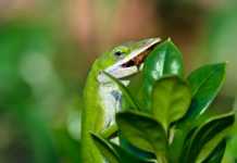 Who is Your Favorite Lizard? Check the Poll! anole lizard