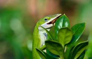 anole lizard