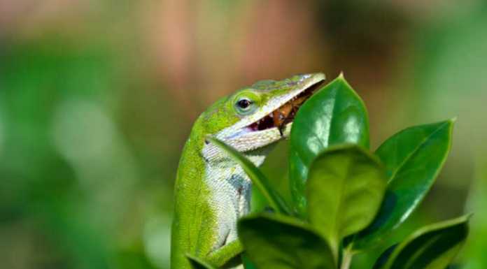 Who is Your Favorite Lizard? Check the Poll! anole lizard