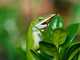 Who is Your Favorite Lizard? Check the Poll! anole lizard