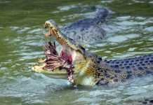 Saltwater Crocodile Bites Off Handler’s Thumb saltwater crocodile