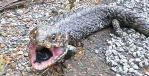 Shingleback Lizard