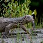 New Monitor Lizard Species Discovered in Black Market lizard species