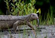 New Monitor Lizard Species Discovered in Black Market lizard species