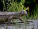 New Monitor Lizard Species Discovered in Black Market lizard species