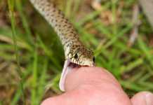 One Anti-Venom Against All Snakes? anti-venom