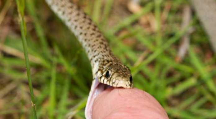 One Anti-Venom Against All Snakes? anti-venom
