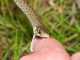 One Anti-Venom Against All Snakes? anti-venom