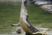Warning System against Crocodile Attack? crocodile attack