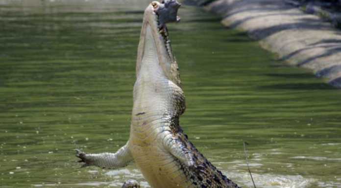 Warning System against Crocodile Attack? crocodile attack