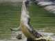 Warning System against Crocodile Attack? crocodile attack
