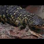 Shingleback Lizard Warns us of Pollution Shingleback Lizard