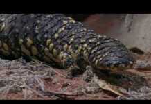 Shingleback Lizard Warns us of Pollution Shingleback Lizard