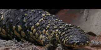 Shingleback Lizard Warns us of Pollution Shingleback Lizard