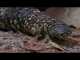 Shingleback Lizard Warns us of Pollution Shingleback Lizard
