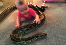 WATCH: Burmese Python and Baby Go Viral burmese python