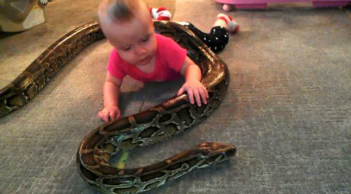 WATCH: Burmese Python and Baby Go Viral burmese python