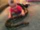 WATCH: Burmese Python and Baby Go Viral burmese python