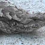 Fence Lizard: Why Is Blue Key For Love? fence lizard