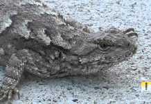 Fence Lizard: Why Is Blue Key For Love? fence lizard
