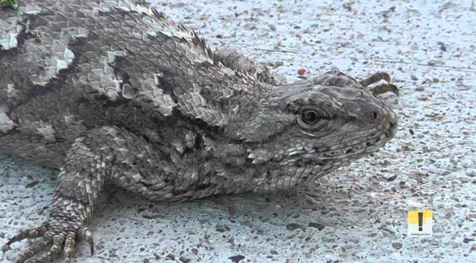 Fence Lizard: Why Is Blue Key For Love? fence lizard