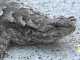 Fence Lizard: Why Is Blue Key For Love? fence lizard