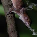 Anole Lizard Study: Its External Male Intermittent Organ Evolves Rapidly anole lizard