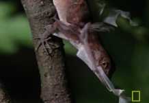 Anole Lizard Study: Its External Male Intermittent Organ Evolves Rapidly anole lizard