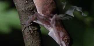 anole lizard