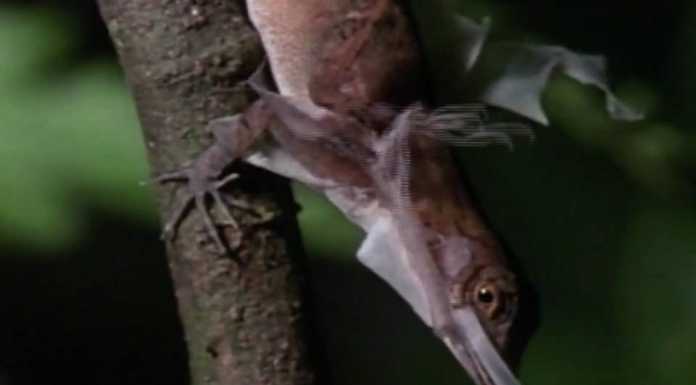 Anole Lizard Study: Its External Male Intermittent Organ Evolves Rapidly anole lizard