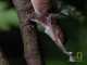 Anole Lizard Study: Its External Male Intermittent Organ Evolves Rapidly anole lizard