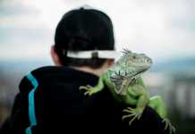 Lizard Names: How To Name Your Pet? Lizard Names