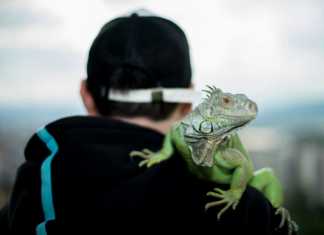 Lizard Names