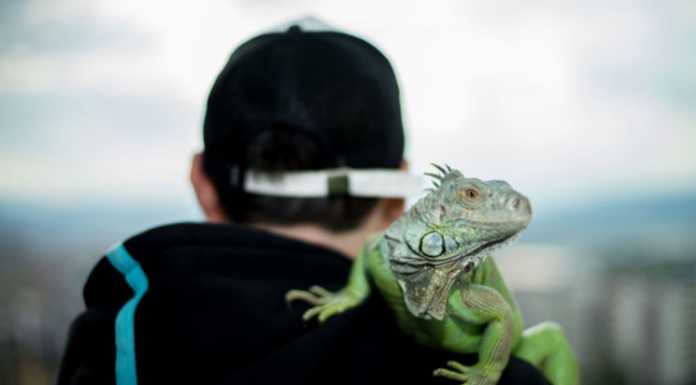 Lizard Names: How To Name Your Pet? Lizard Names