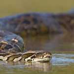 A Bully or a Nerd? The Python Snake Python snake