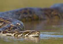 A Bully or a Nerd? The Python Snake Python snake