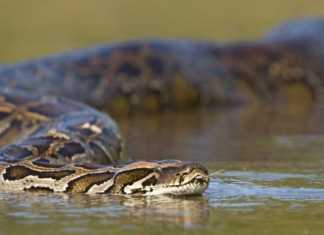 Python snake