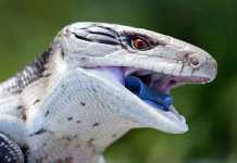 The Blue Tongue Lizard That Blew My Mind Blue tongue lizard