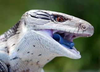Blue tongue lizard