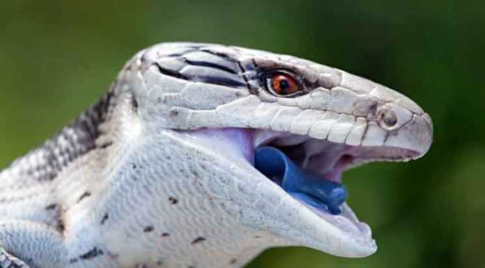 The Blue Tongue Lizard That Blew My Mind Blue tongue lizard