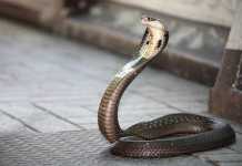 Cobra Attack: Man Bitten in Toilet Cobra Attack