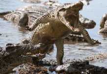Cuban Crocodile Family returns to Castro Cuban Crocodile