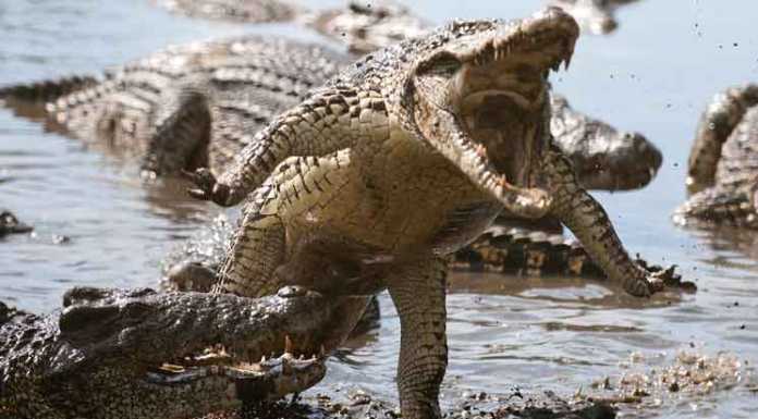 Cuban Crocodile Family returns to Castro Cuban Crocodile