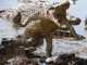 Cuban Crocodile Family returns to Castro Cuban Crocodile