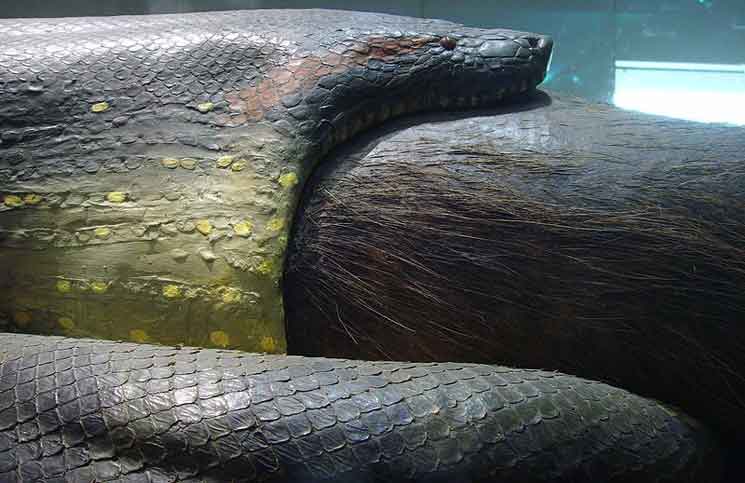 Awesome Anaconda Facts Cobras Org