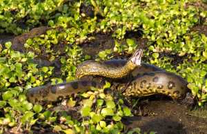 Anaconda facts