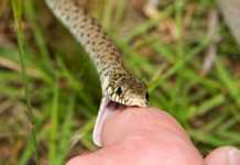 Snakebites: Two Tales of Two Cobras snakebites