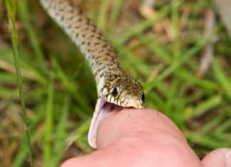 snakebites